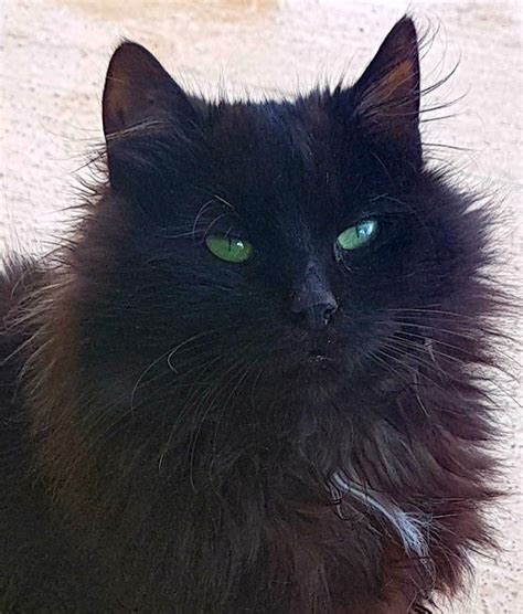 Fluffy Black Cat Breeds With Green Eyes Luxuryhotelscostarican