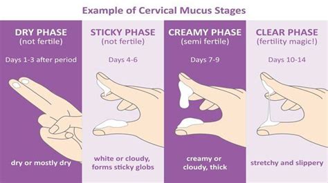 Cervical Mucus After Ovulation If Pregnant Pregnant Trial