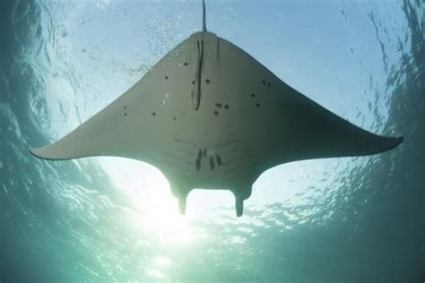 A Manta Ray Swims Into The Sun In The Tropical Pacific Ocean