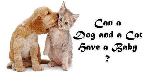 And lastly, the sausage in the corndog is definitely among the. Can a Dog and a Cat Have a Baby?