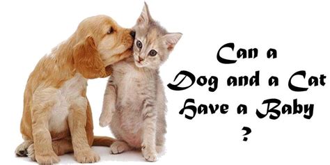 The poet says that one can find him in the street roaming, but when you try to catch him, he will just vanish in thin air. Can a Dog and a Cat Have a Baby?