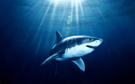 Download Free Deep Blue Sea Images | PixelsTalk.Net