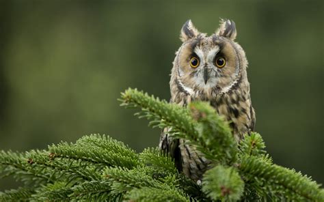 Fondos De Pantalla Rama Fauna Silvestre Ave De Rapiña Búho Pico