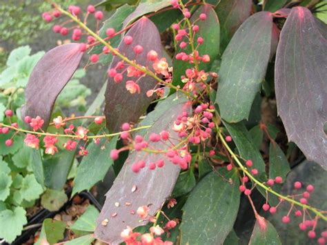 Mahonia Gracilipes