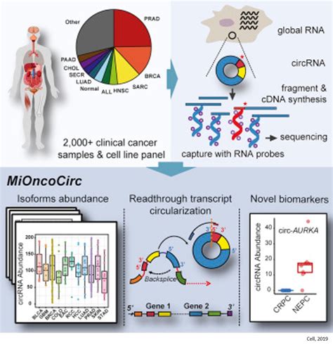 Circular Rna As Cancer Biomarkers Science Mission
