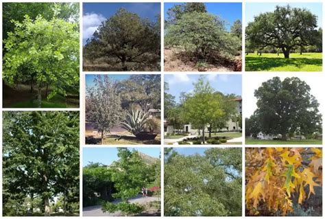 16 Types Of Oak Trees In Texas White And Red Varieties