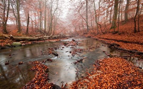 Autumn Forest River Red Leaves Fog Wallpapers Nature And