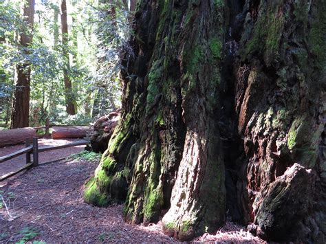 Redwood Grove Henry Cowell Redwoods State Park Felton C Flickr
