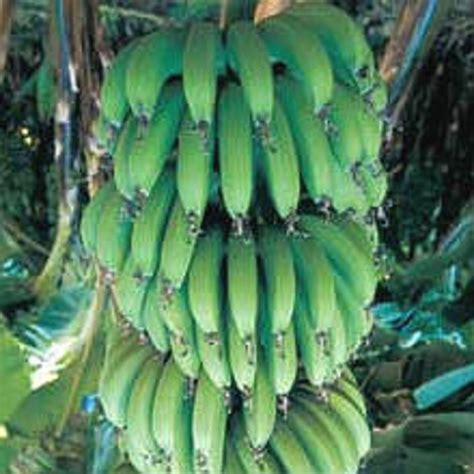 Organic Banana Farming Is Very Profitable In The Philippines Organic