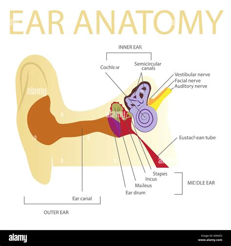 Human Ear Anatomy Vector Illustration Stock Vector Image And Art Alamy