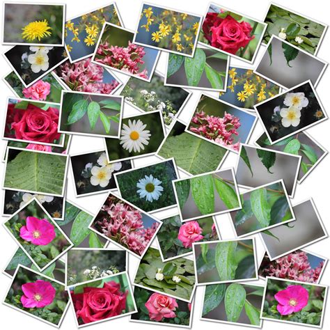 Flower And Leaf Photo Collage Free Stock Photo Public Domain Pictures