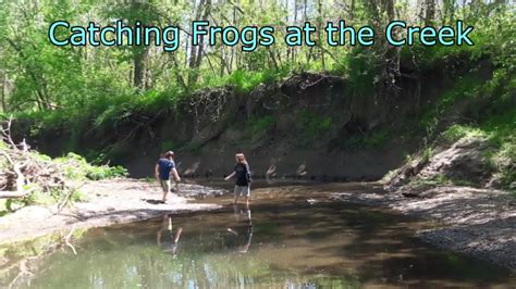 Bullfrog tadpoles are equally difficult . Catching Frogs at the Creek - YouTube