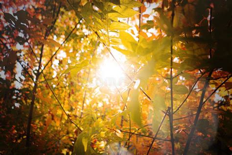 A Gorgeous Sunbeam Through The Autumn Tree Leaves Branches In The