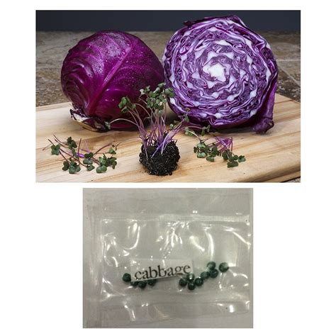 Red Cabbage Microgreens Vegetable Plant Seeds Shopee Philippines