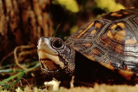 Eastern Box Turtle Complete Care Guide Diet Habitat And More