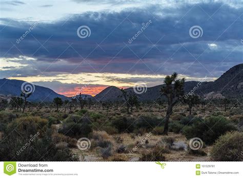Sunrise Over Joshua Tree National Park Stock Image Image Of Arid