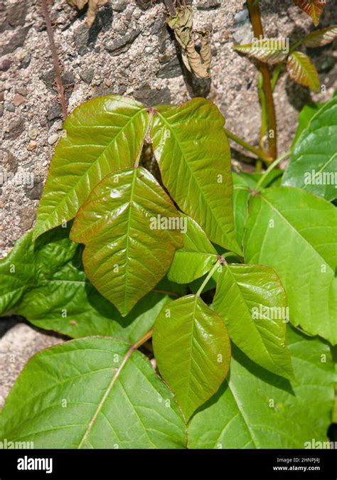 Toxicodendron Radicans Commonly Known As Eastern Poison Ivy Or Poison