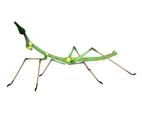 Walking Stick Insect Clip Art 10 Free Cliparts Download
