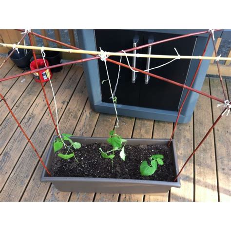 Bush beans, of course, will do fine in a container, but even pole beans can be grown in a large pot or tub. Container trellis for pole beans | Veggie garden, Urban garden, Pole beans