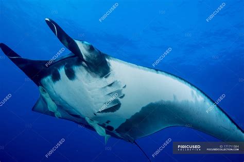 Floating Manta Ray Fish — Underwater Power Concept Stock Photo