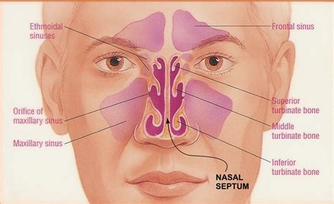 Septoplasty Surgery Recovery Time Complications