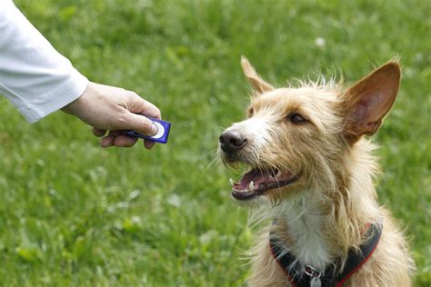 How To Train Your Dog With A Clicker