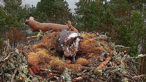 Nc0 Lays Her First Egg Of The Season At Loch Of The Lowes Wildlife