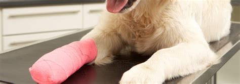 According to vca hospitals, other signs that your dog's leg might be broken include intense pain, swelling at the site of the fracture, and the leg lying. How To Handle Your Dog S Broken Leg Hill S Pet