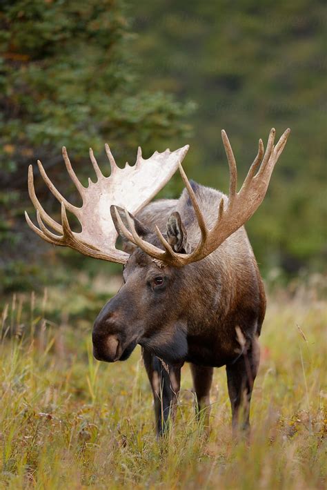 Bull Moose By Stocksy Contributor Paul Tessier Bull Moose Moose