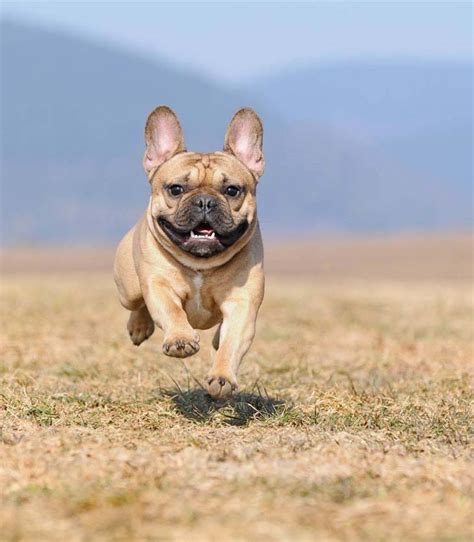 French Bulldog Names Perfect For Male Or Female