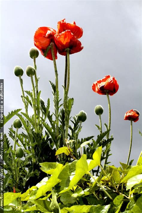 Red Poppy Flowers Under A Cloudy Sky Mg1241embed Flickr