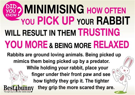 rabbit care advice best 4 bunny rabbit care bunny care bunny care tips