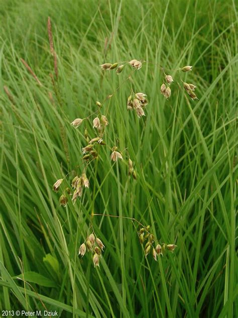 Anthoxanthum Hirtum Sweetgrass Minnesota Wildflowers