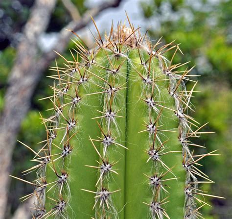 Pilosocereus royenii (bearded cactus) (San Salvador Island… | Flickr