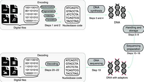 Process Overview Of Dna Data Storage The Protocol Includes The Steps