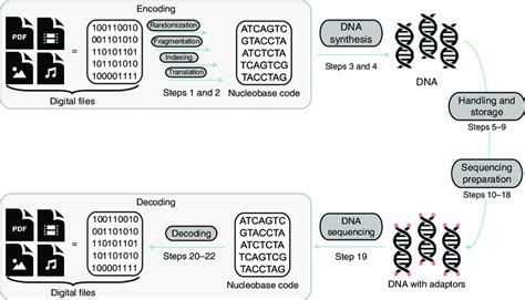 Process Overview Of DNA Data Storage The Protocol Includes The Steps Download Scientific