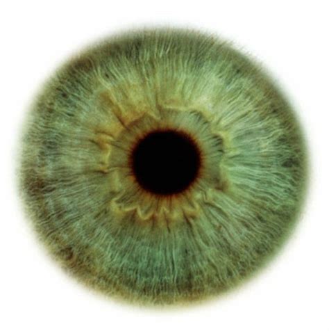 Ojos Taringa Iris Eye Eye Color Chart Eye Drawing