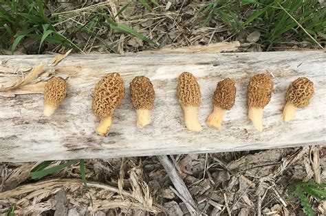 How To Find Morel Mushrooms In The Spring Woods Petersens Hunting
