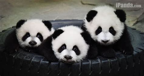 The Panda Triplets Named Ku Ku Shuai Shuai And Meng Meng At The