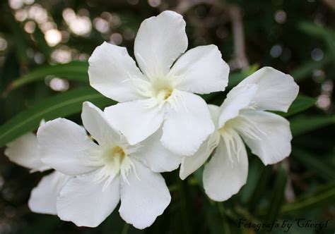 Beauty Lies In Poison White Oleander Pinterest White Oleander