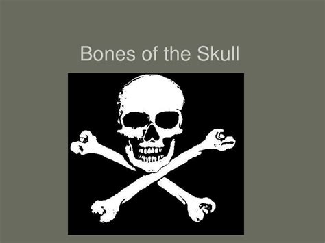 Ppt Bones Of The Skull Powerpoint Presentation Free Download Id