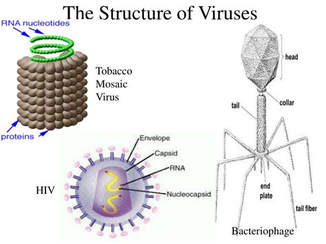 Ppt The Biology Of Viruses Powerpoint Presentation Free Download