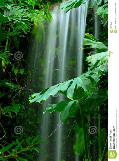 Waterfall In The Rainforest Royalty Free Stock Photo Cartoondealer