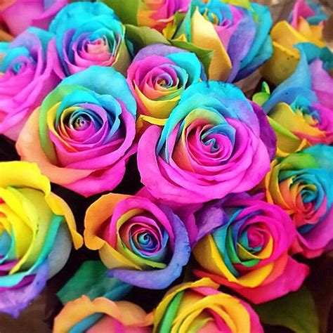 Amazing Rainbow Flower Pictures Amazing Rainbow Rose Flower Symbolize