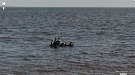 Alcuni dipendenti di google hanno trascorso una settimana a loch ness a raccogliere immagini con una fotocamera trekker vista strada, allegandola a una barca per fotografare sopra la superficie e collaborando con i membri del catlin seaview survey per fotografare sott'acqua. StreetViewFun | Loch Ness monster found on Google Maps