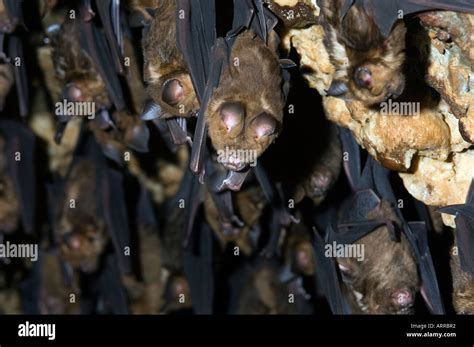 Great Colony Wild Bats In The Bat Cave Chamera Gupha Nepal Asia Stock