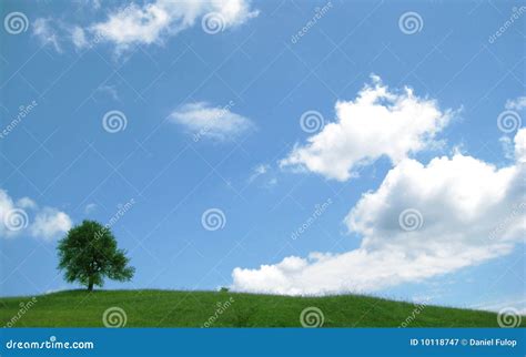 Tree On The Hill Stock Image Image Of Europe Sunshine 10118747