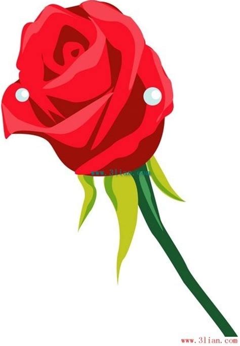 Flowers Red Roses Vector Free Vector In Adobe Illustrator Ai Ai