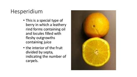 Classification Of Fruits