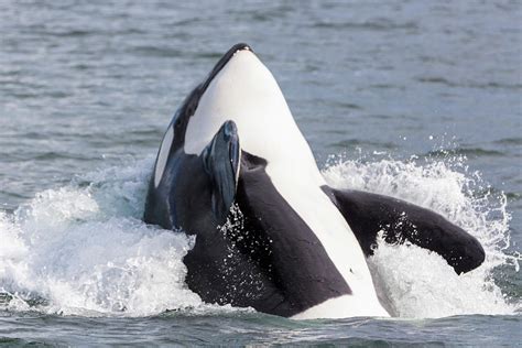 Usa Alaska Orca Whale Breaching Credit Photograph By Jaynes Gallery